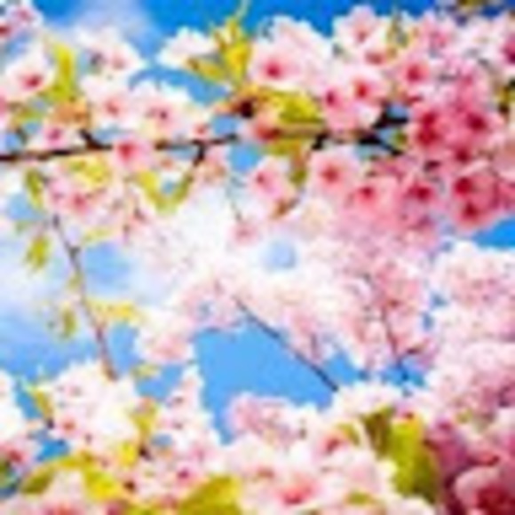 Meet your Posher, Fay - Picture 1 of 1